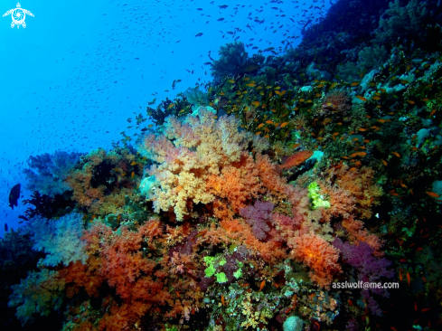 A Soft Corals