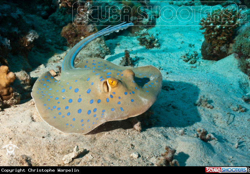 A Blue Spotted ray
