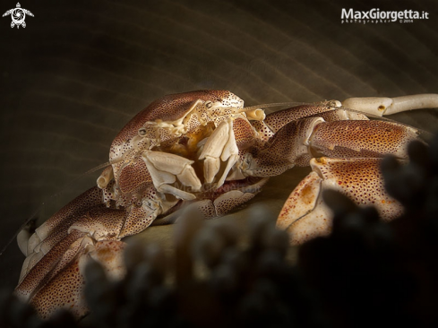 A Neopetrolisthes maculatus | Porcellain crab up anemon