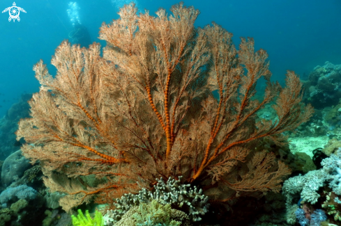 A soft coral