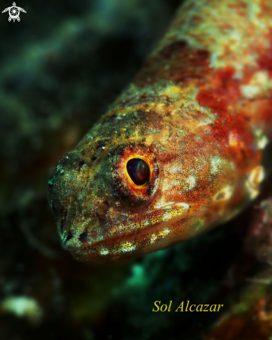 A  Synodontidae | lizard fish