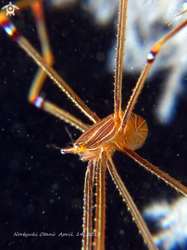 A Chirostylus ortmanni | Ortmann's spider-crab