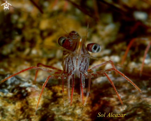 A  Rhynchocinetes uritai, R. durbanensis | dancing shrimp