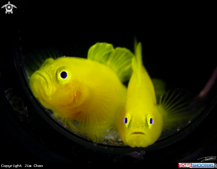 A Yellow Pygmy Goby