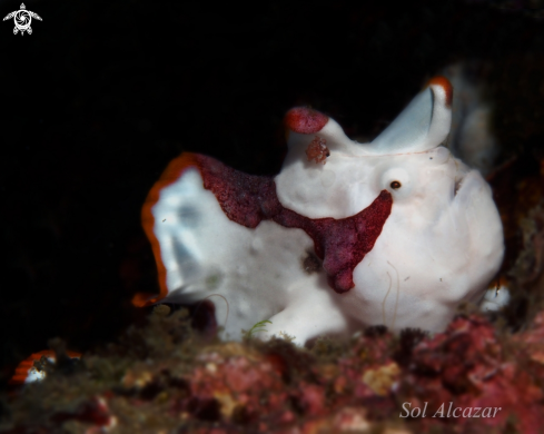 A  	  Antennarius maculatus | juvenile frogfish 