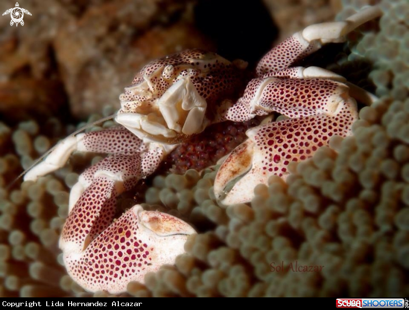 A Porcelain crab with eggs