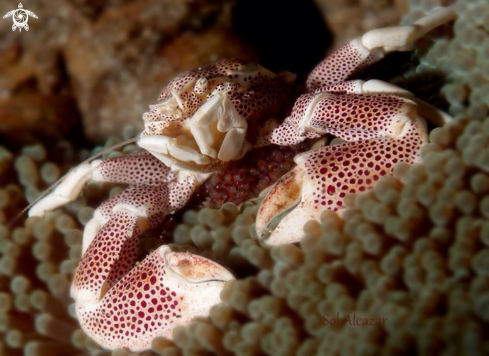 A  Petrolisthes maculates | Porcelain crab with eggs