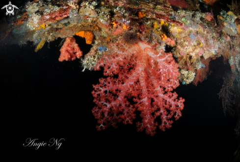 A Dendronehthya soft coral | Coral