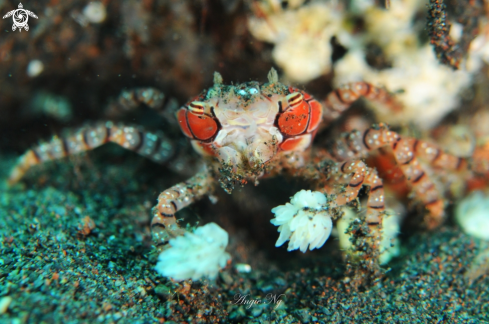 A Boxer crab | Crab