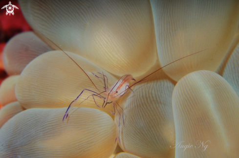A Bubble coral shrimp | Shrimp