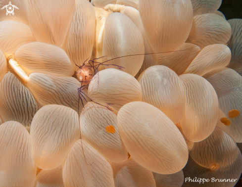 A  Vir philippinensis | Bubble coral shrimp