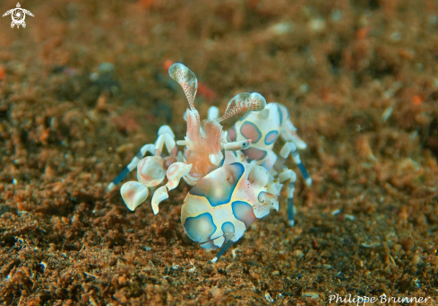 A Hymenocera picta | Arlequin shrimp