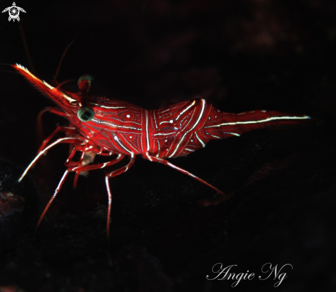 A Hinge -beak shrimp | Shrimp