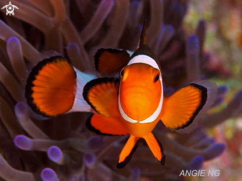 A Western clown anemonefish | Memo