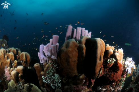 A Theonella cylindrica | Coral