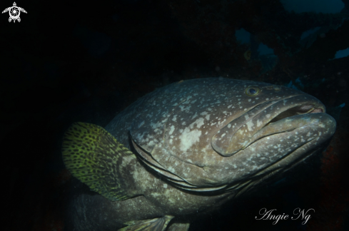 A Orange- Spotted Gropical | Grouper