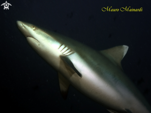 A Carcarhinus amblyrhincos | Grey shark