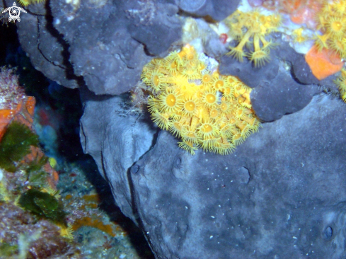 A Parazoanthus axinellae |  margherite di mare