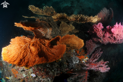 A Subergorgia mollis | Coral