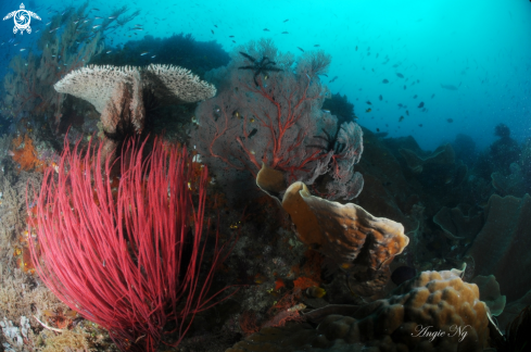 A Large Ellisella colony | Coral