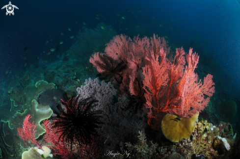A Subergorgia mollis | Coral