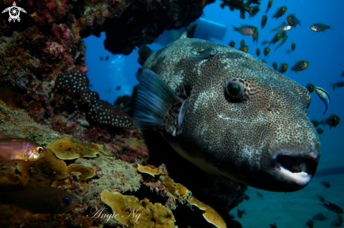 A Starry Pufferfish | Pufferfish