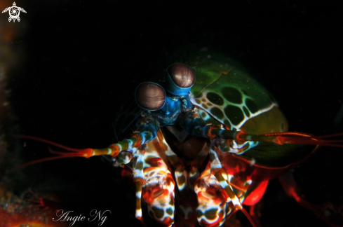 A Peacock Mantis Shrimp | Mantis Shrimp