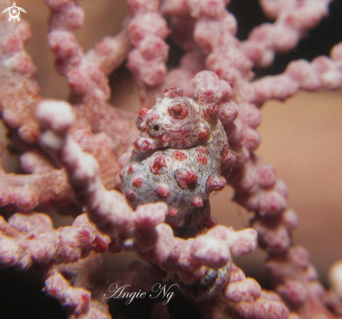 A Pygmy Seahorse | Pygmy Seahorse