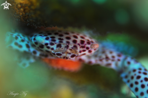 A Red-Spotted Coral Crab | Crab