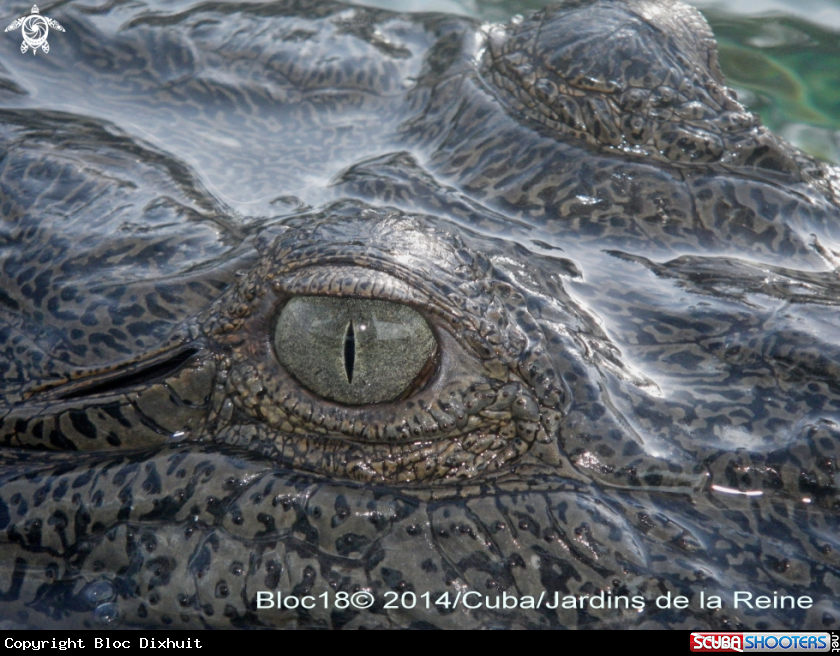 A american crocodile