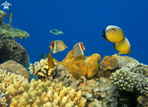 A Chaetodontidae | Butterflyfishes