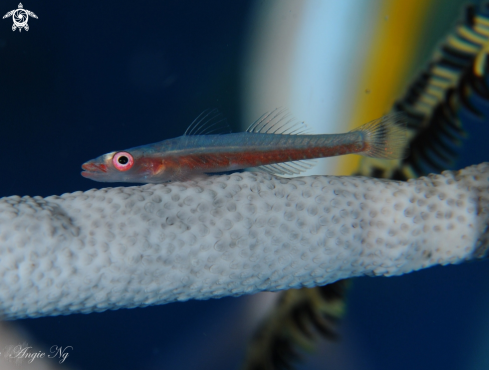 A Ses -whip Goby | Goby