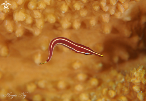 A Long-Snout Clingfishes | Clingfish