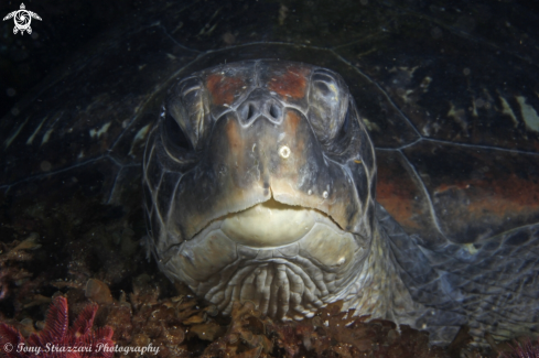 A Chelonia mydas | Green sea turtle