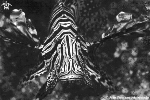 A Pterois volitans | Lionfish