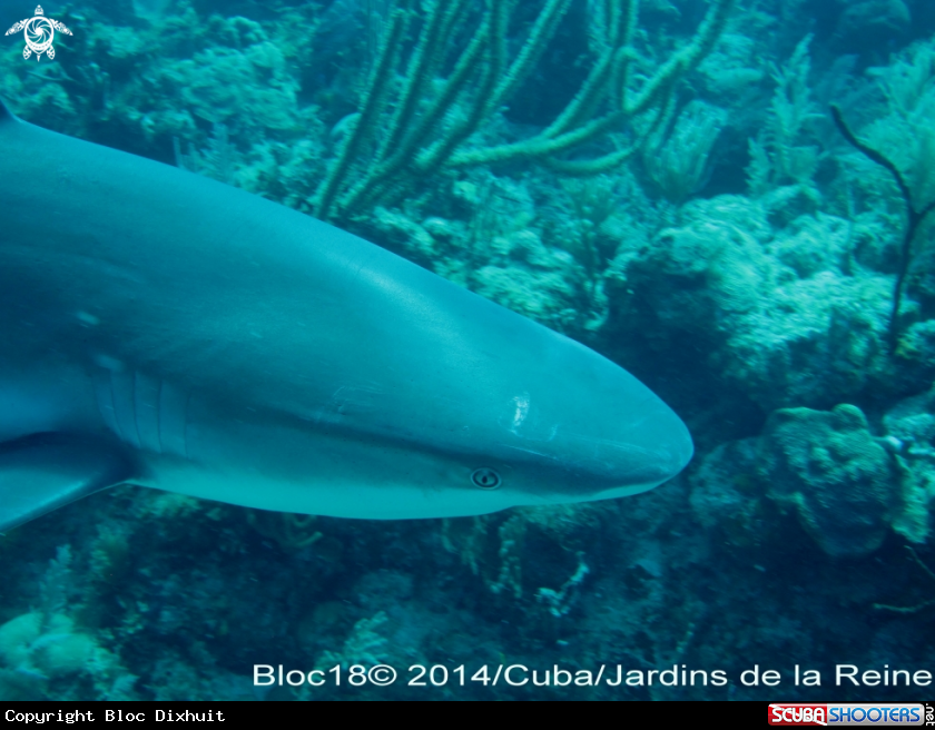 A caribbean reef shark