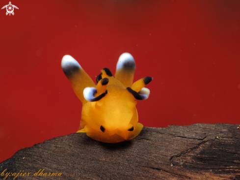 A thecacera pacifica  | pikachu