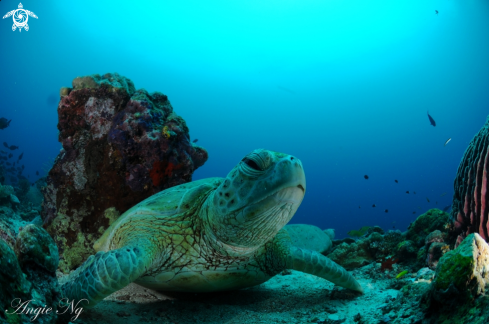 A Green Turtle | Turtle