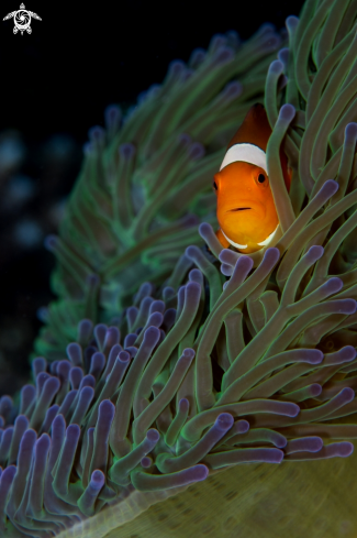 A Amphiprioninae | Clown at window