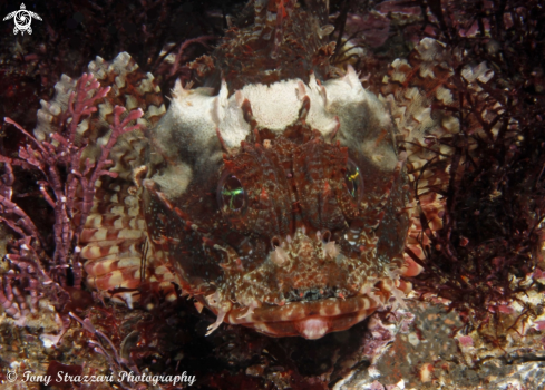 A Scorpaena jacksoniensis | Red scorpionfish