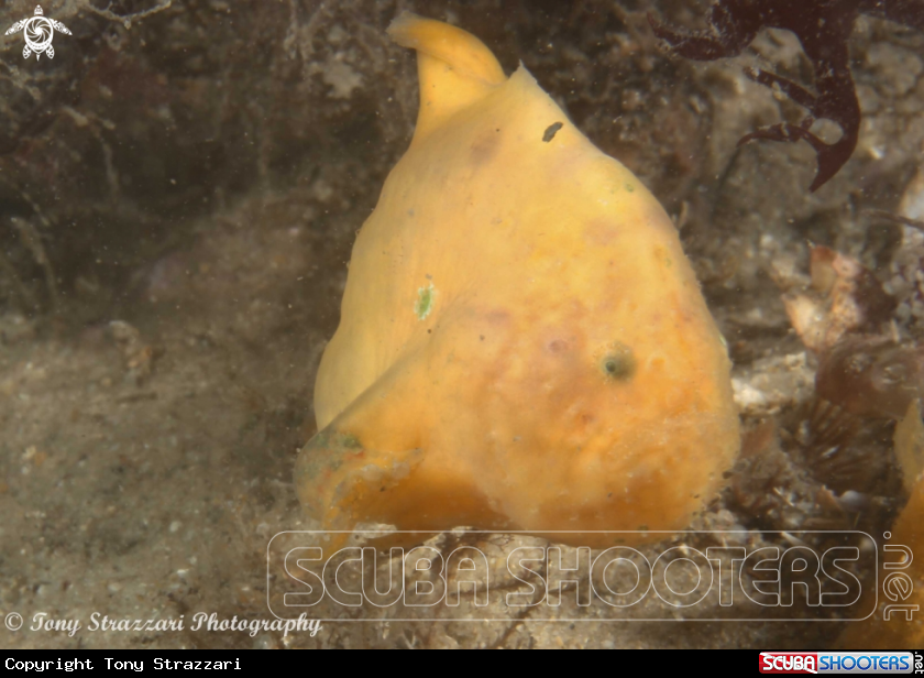 A Nelson Bay Anglerfish