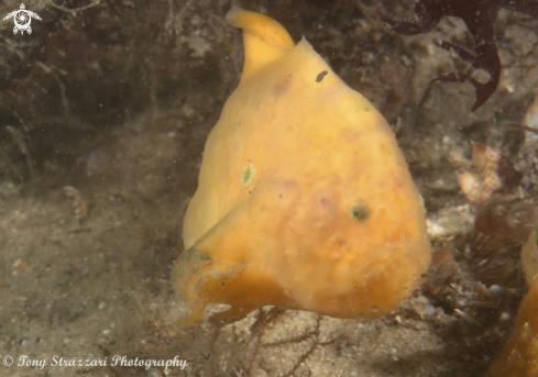 A Histiophryne sp.  | Nelson Bay Anglerfish