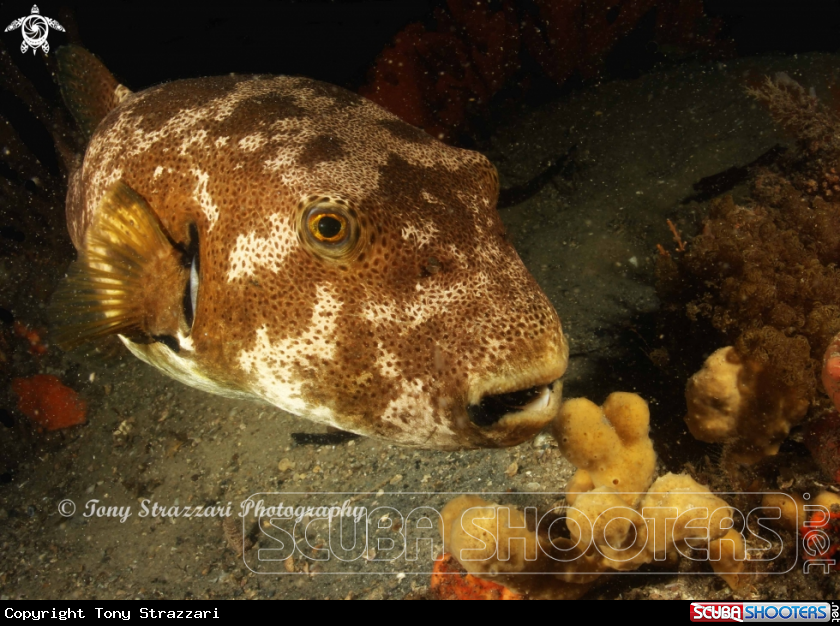 A Starry pufferfish