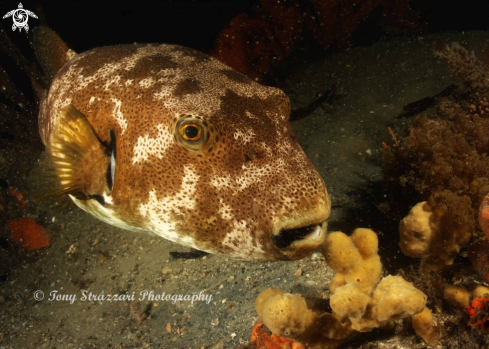 A Arothron stellatus | Starry pufferfish