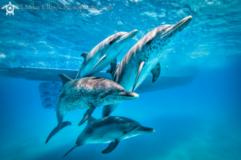 A Stenella frontalis | Spotted Dolphin