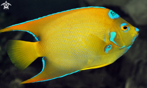 A Holacanthus ciliaris | queen angel fish