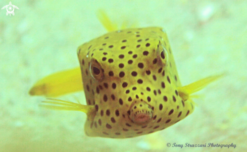 A Ostracion cubicus | Yellow boxfish
