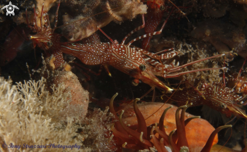A Rhynchocinetes serratus | Serrated Hinge-Back Shrimp