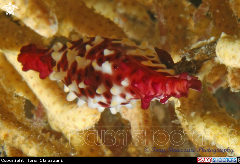 A Rosy Spindle Cowry