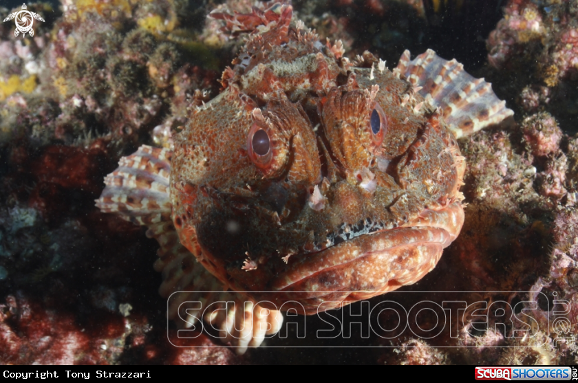 A Red scorpionfish
